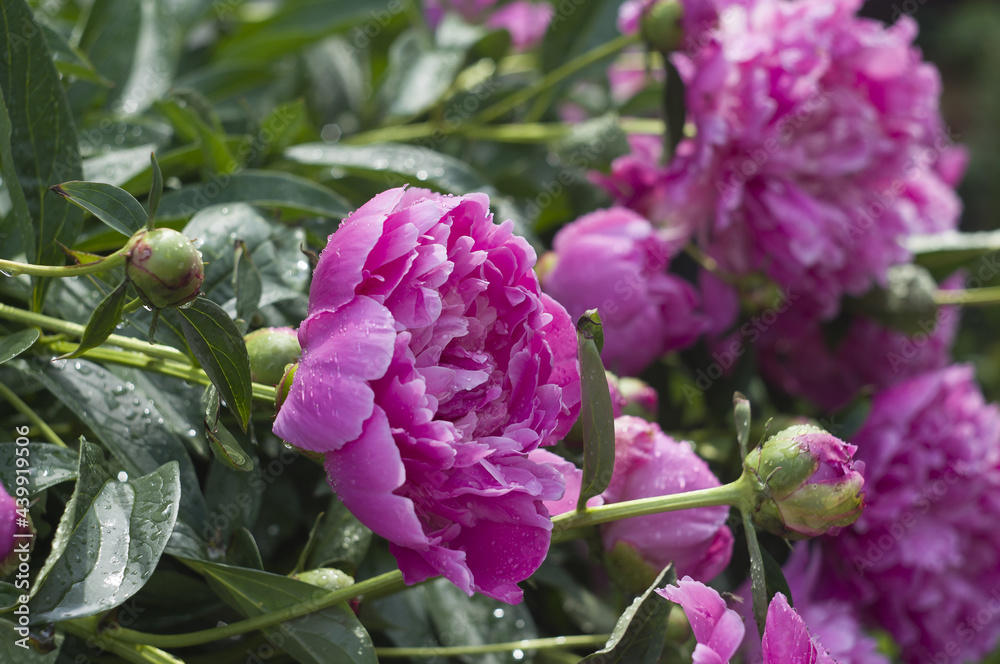 Fototapeta premium beautiful bush of peonies with pink flowers and green leaves. beautiful natural background.