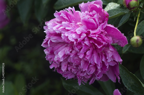 beautiful pink peony with green leaves on a dark background close-up. beautiful natural background.