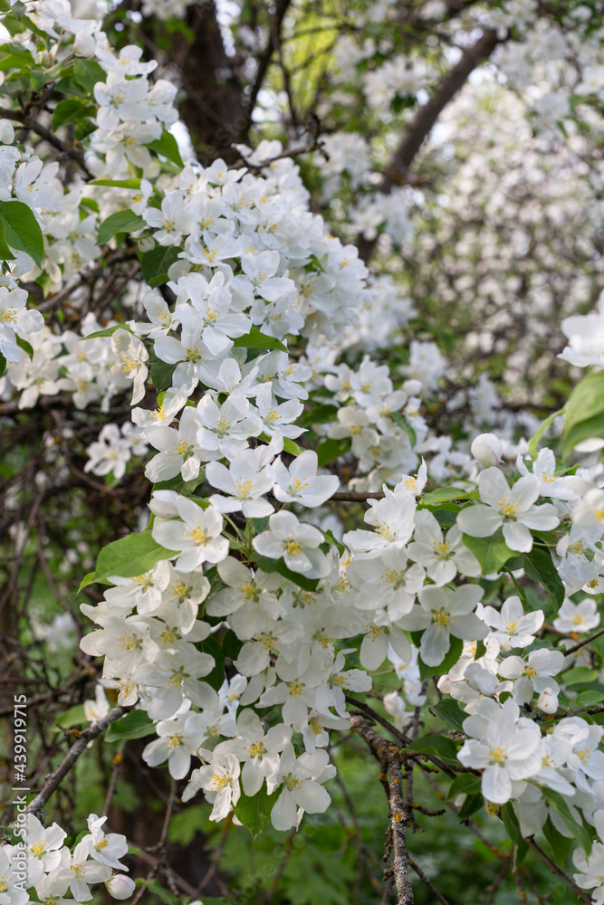 apple tree flowers beautiful blooming in spring apple tree flowers beautiful blooming in spring