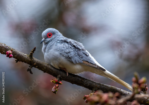 Diamond dove - Geopelia cuneata photo