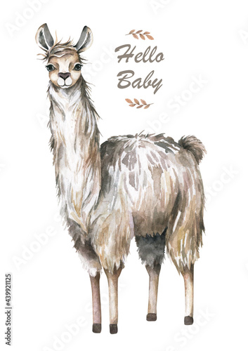 Cute guanaco, llama isolated on white. Funny aniamal photo