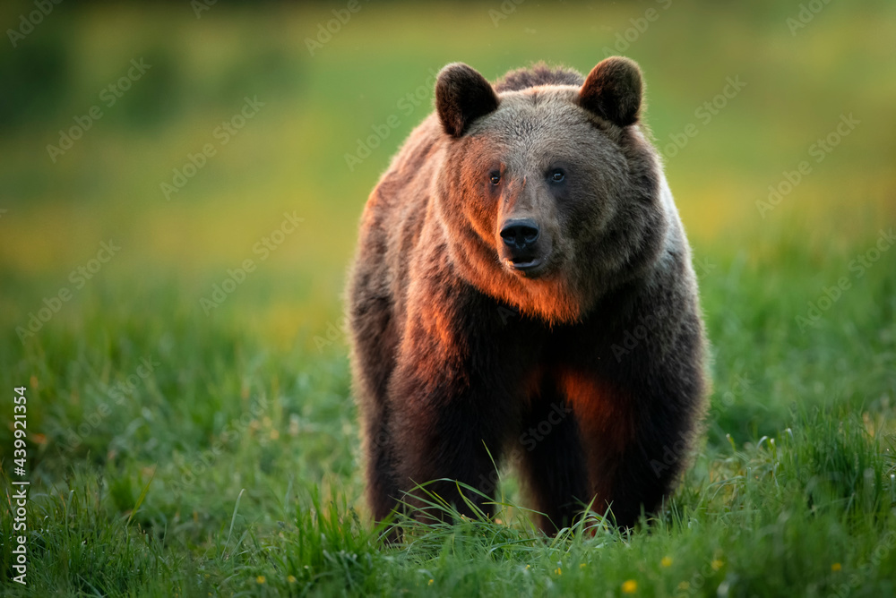 Fototapeta premium Wild brown bear ( Ursus arctos )