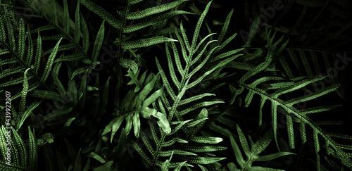 Tropical green leaf background, Dark tone theme.