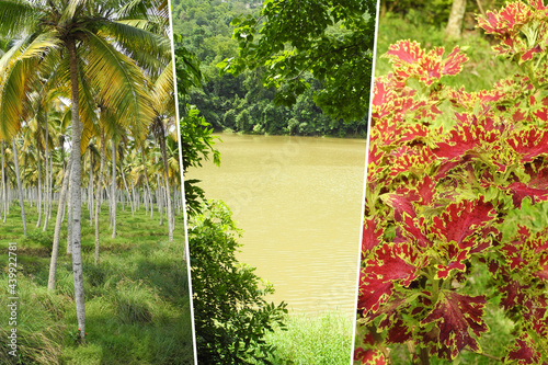 Photography Vertical photo collage of tropical place and landscape in India, Kerala, coconut