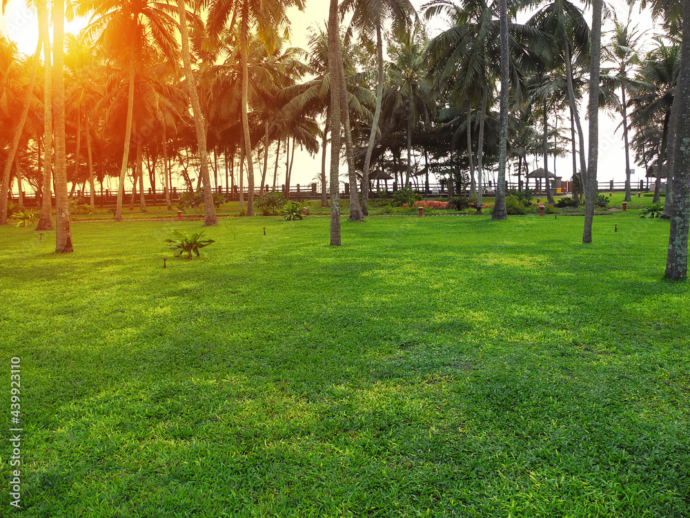 Obraz premium A clearing with clipped green grass and coconut trees against the setting sun in Kerala