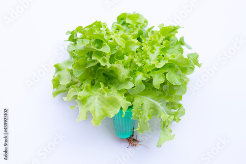 Hydroponic green oak lettuce leaves on white background.