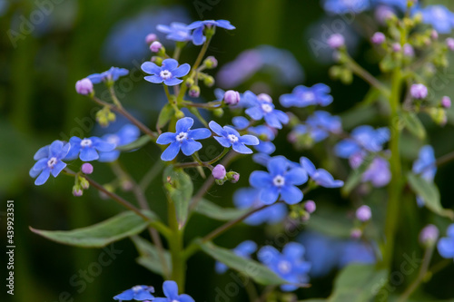 blooming forget-me-nots in the garden