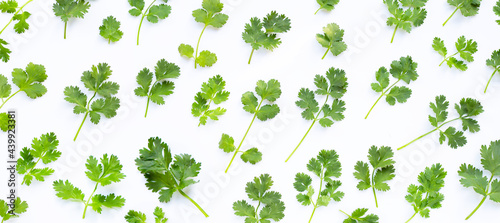 Fresh coriander leaves on white