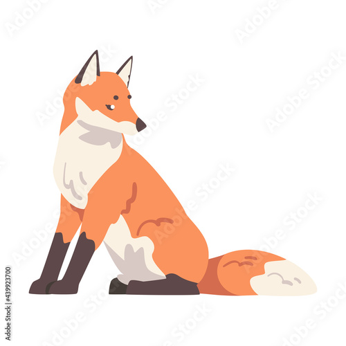 Sitting Red Fox, Wild Forest Mammal Animal Cartoon Vector Illustration