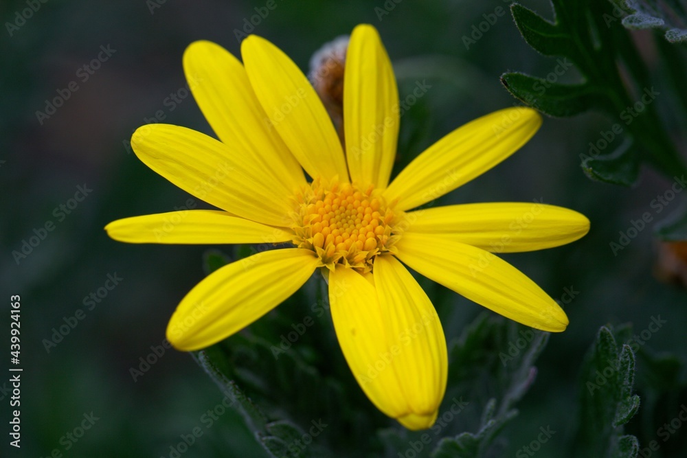 Flower of a grey leaved euryops, Euryops pectinatus Flower of a grey leaved euryops, Euryops pectinatus