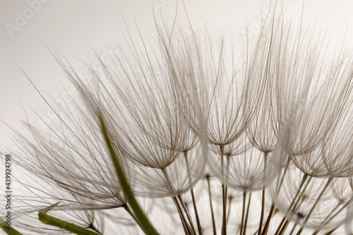 Beautiful fluffy dandelion flower on white background, closeup © New Africa