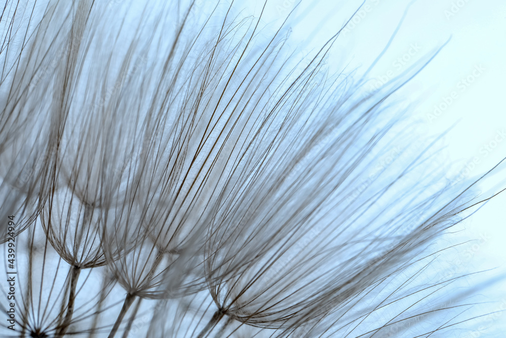 Obraz premium Beautiful fluffy dandelion flower on light background, closeup