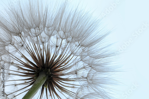 Beautiful fluffy dandelion flower on light background  closeup