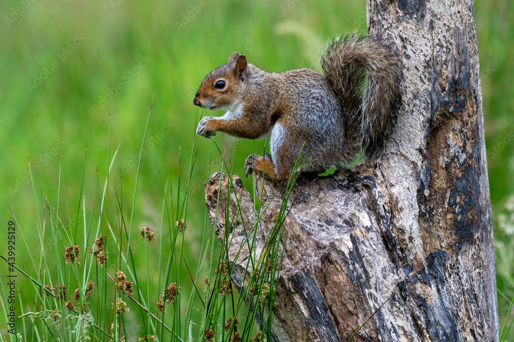 Grey squirrel (Sciurus carolinensis) on a tree branch with meadow background Grey squirrel (Sciurus carolinensis) on a tree branch with meadow background