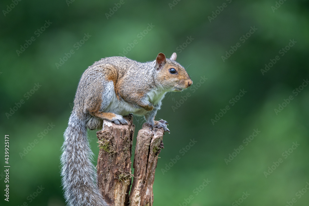 Fototapeta premium Grey squirrel (Sciurus carolinensis) on a tree branch with meadow background