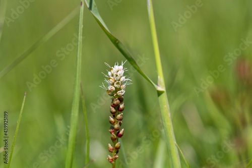 Alpine bistort, Bistorta vivipara © ChrWeiss