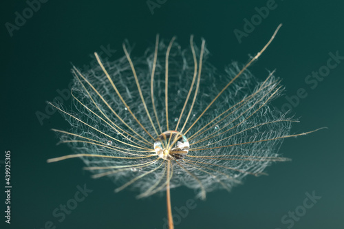 Seed of dandelion flower with water drops on dark green background, closeup