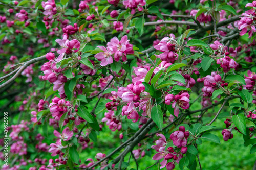 Apple tree in bloom, pink bright flowers.