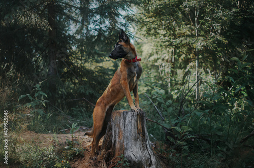 dog on a tree stump