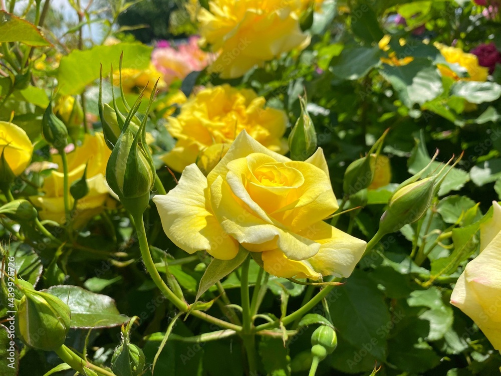 Yellow roses flowers in garden. Yellow roses flowers in garden.