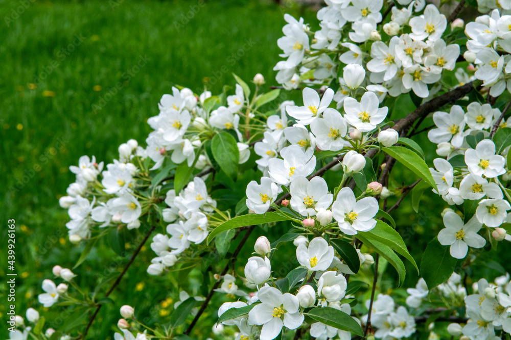 white flowers in the garden white flowers in the garden