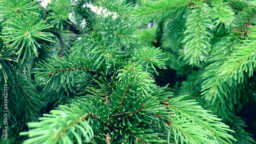 close up of branches of coniferous tree