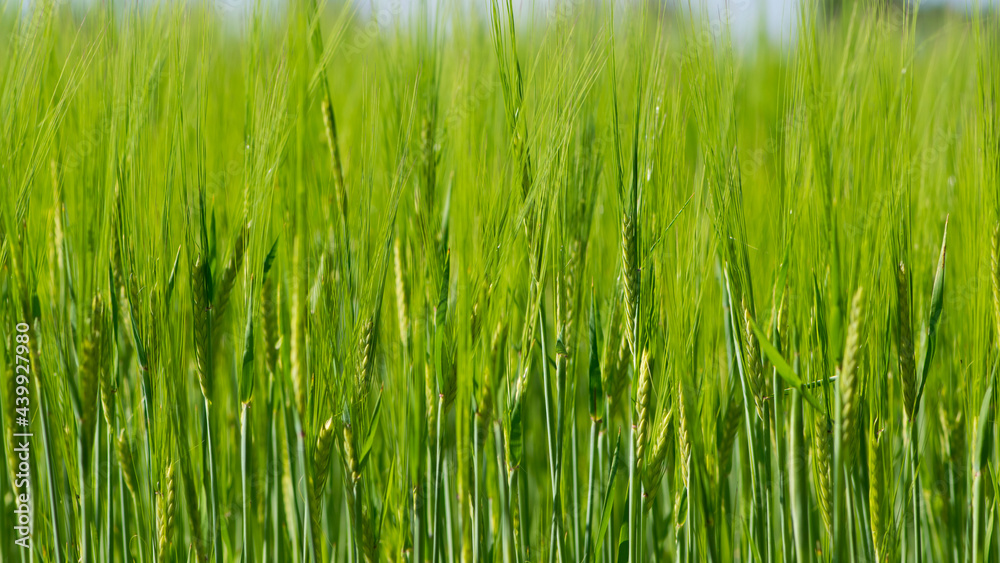 Young Wheat ears illuminated by sunlight. Gorgeous shape of the Wheat spikes. concept of a good harvest in an agricultural field. green spikelets. rye, close-up. green natural background Young Wheat ears illuminated by sunlight. Gorgeous shape of the Wheat spikes. concept of a good harvest in an agricultural field. green spikelets. rye, close-up. green natural background