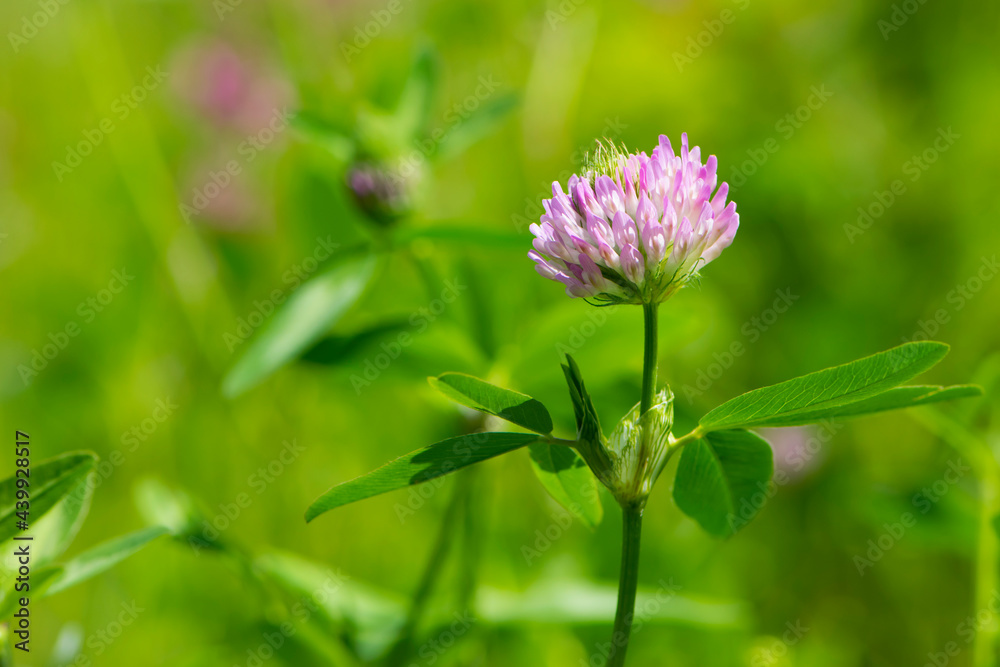 Red Clover, Trifolium pratense, in a typical meadow environment. delicate flower, on a light green natural background. macro nature. wild flower. pink clover, flower in the field. close-up Red Clover, Trifolium pratense, in a typical meadow environment. delicate flower, on a light green natural background. macro nature. wild flower. pink clover, flower in the field. close-up