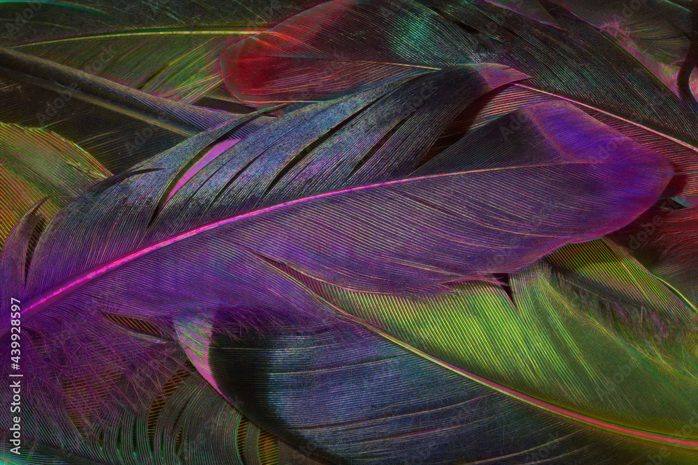 Obraz premium EtchedFeathers