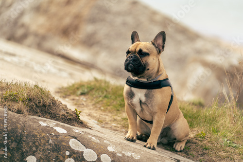 The French Bulldog dog looks seriously in the distance, sitting on a sloping concrete structure, overgrown with grass. photo