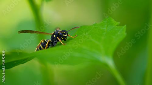 Wasp on a green leaf. Parts of the body of a wasp close-up. Insect close-up. Yellow pattern on the black body of a wasp. Green background. nature, Macro image of a Vespula germanica, European wasp