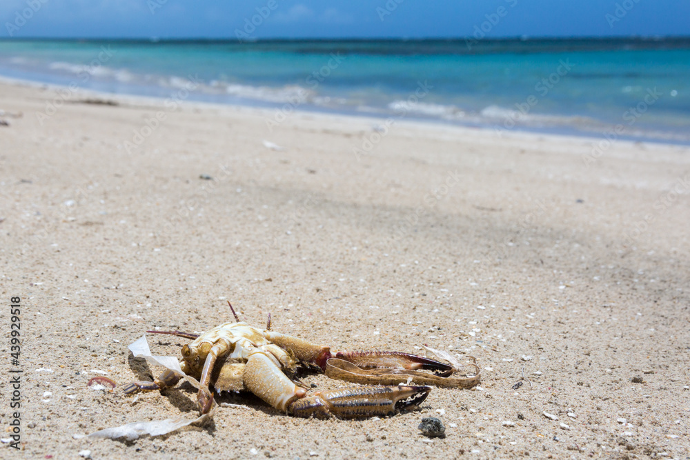 Dramatic image of a small Caribbean crab dead on the white sandy beach, with turquoise aqua blue water in background of the Dominican Republic. Dramatic image of a small Caribbean crab dead on the white sandy beach, with turquoise aqua blue water in background of the Dominican Republic.