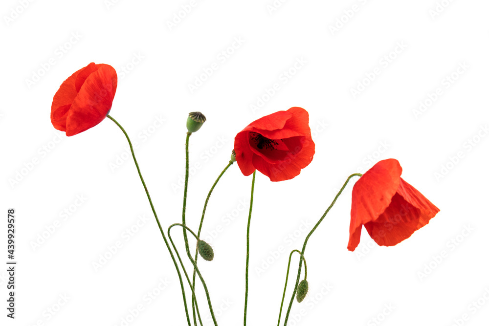 Red field poppies (Papaver rhoeas) isolated on white background Red field poppies (Papaver rhoeas) isolated on white background