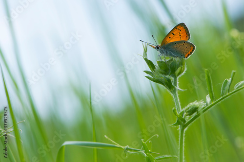 Lycaena phlaeas. A Small Copper Butterfly, Lycaena phlaeas, perched on a blade of field plant. macro nature, insect in the meadow. sitting in the green grass. beautiful delicate butterfly. close-up