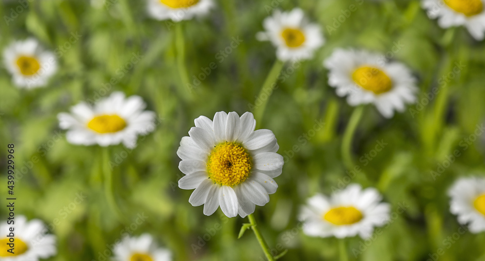 Blooming flowers on the bushes. Romantic and tender.