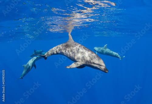 Dolphins at the surface