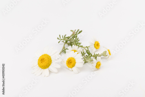 chamomile or daisies with leaves isolated on white background. Top view. Flat lay
