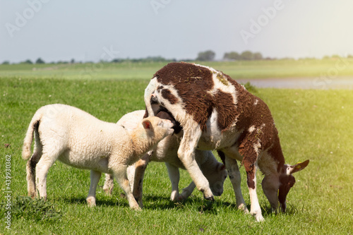 Closeup of ewe with suckling lamb on fresh green field or meadow with sunshine and vivid blue sky, national park Wadden Sea in Friesland, Germany