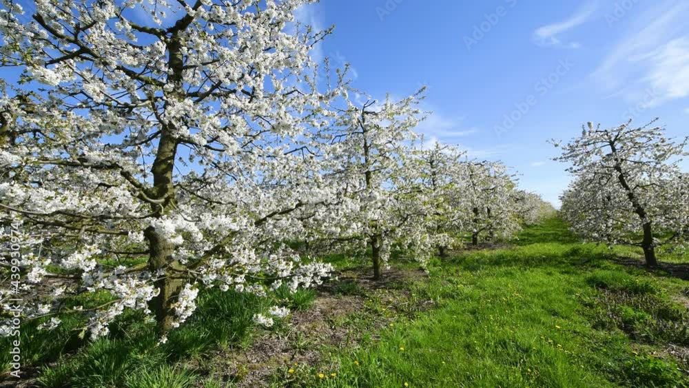 Blossoming cherry trees in the spring orchard Blossoming cherry trees in the spring orchard