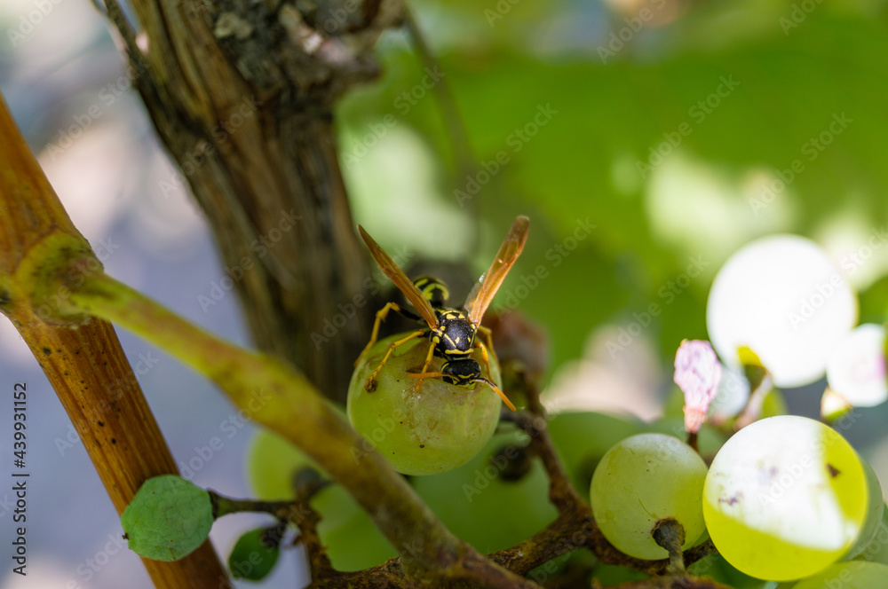 bees wasps sit on bunches of ripe grapes Stock Photo Adobe Stock