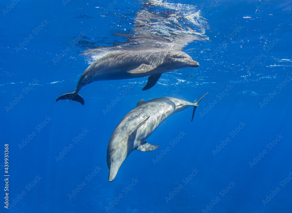Obraz premium Dolphins at the surface
