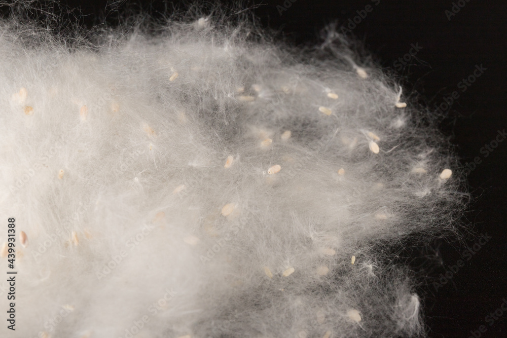 Fluff of poplar trees close-up. Allergy to poplar seeds.