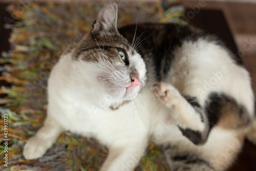 Um gato malhado se coçando. photo