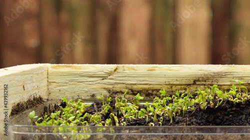 Growing plants in timelapse, sprouts germination newborn microgreen cress salad plant in greenhouse agriculture  Close-up