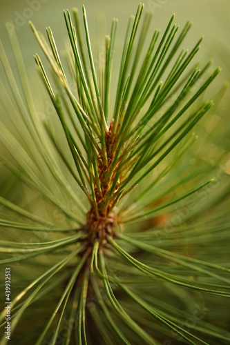 Closeup green pine tree branch in summer park