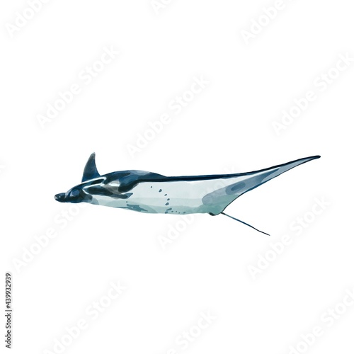 Watercolor illustration of manta ray on a white background. Realistic underwater sea and ocean wild animal.