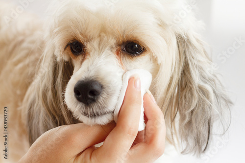The procedure for cleaning the eyes of the Chinese downy crested dog. A woman's hand with a cotton pad .animal care concept. High quality photo