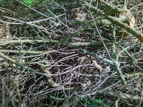 many dry branches gathered in a heap in the forest during the daytime in summer.