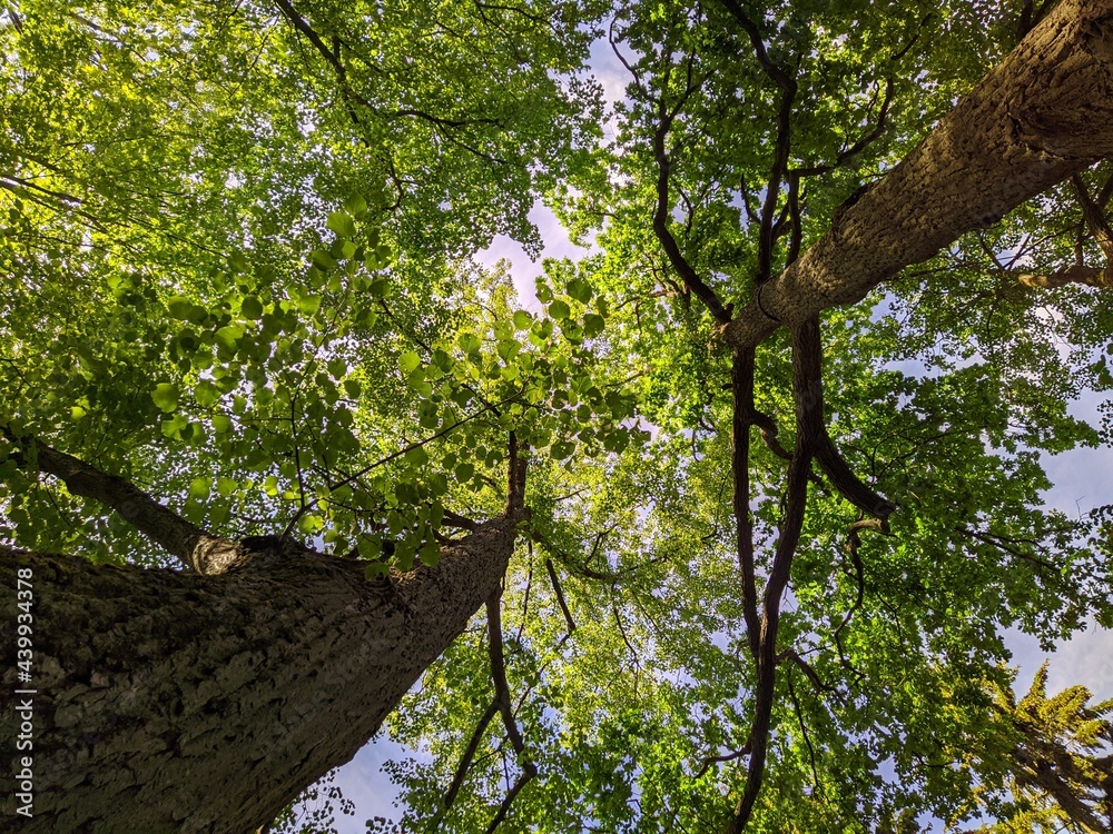 Fototapeta premium tree in the forest bottom up view.