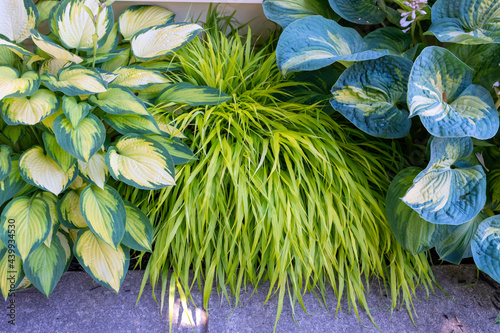 A variety of large hosta are paired with Japanese forest grass Hakonechloa macra All Gold, creating a beautiful contract of colours and textures in this low maintenance garden border. photo